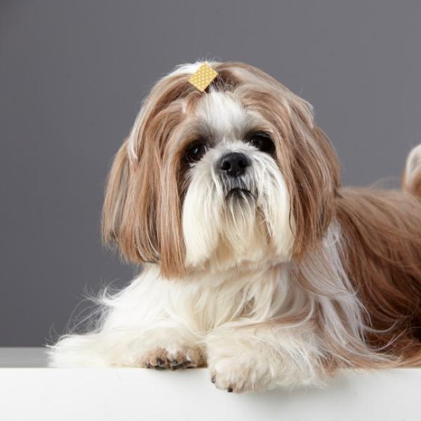 Shih Tzu: Eigenschaften, Pflege, Erziehung.
