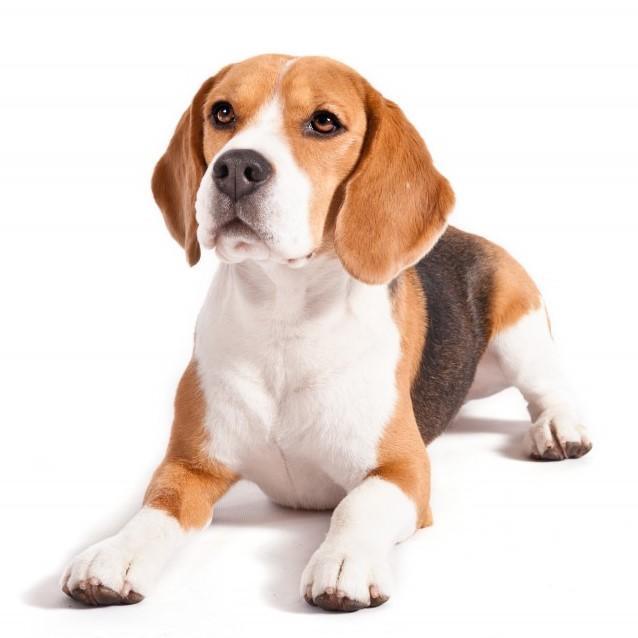 Beagle: friendly and loyal.
