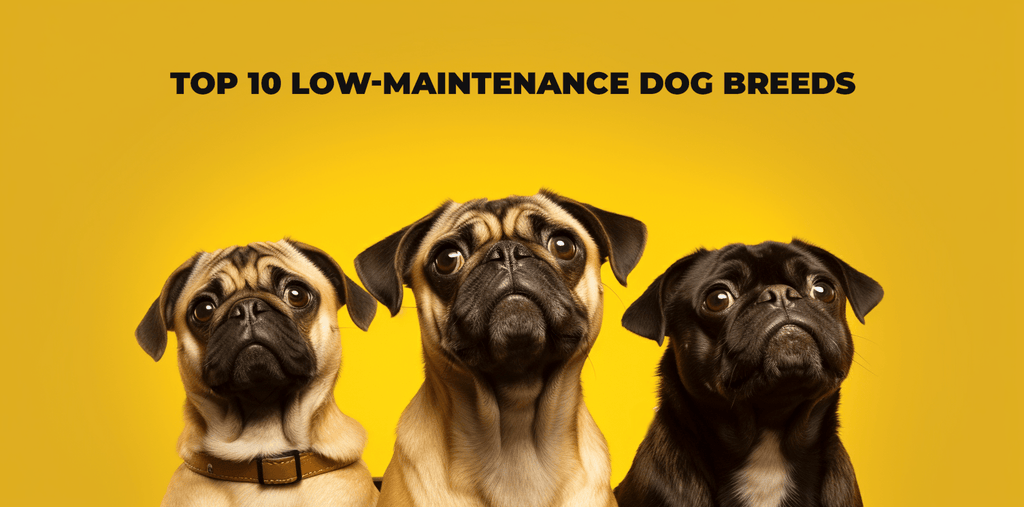 Las 10 mejores razas de perros de bajo mantenimiento