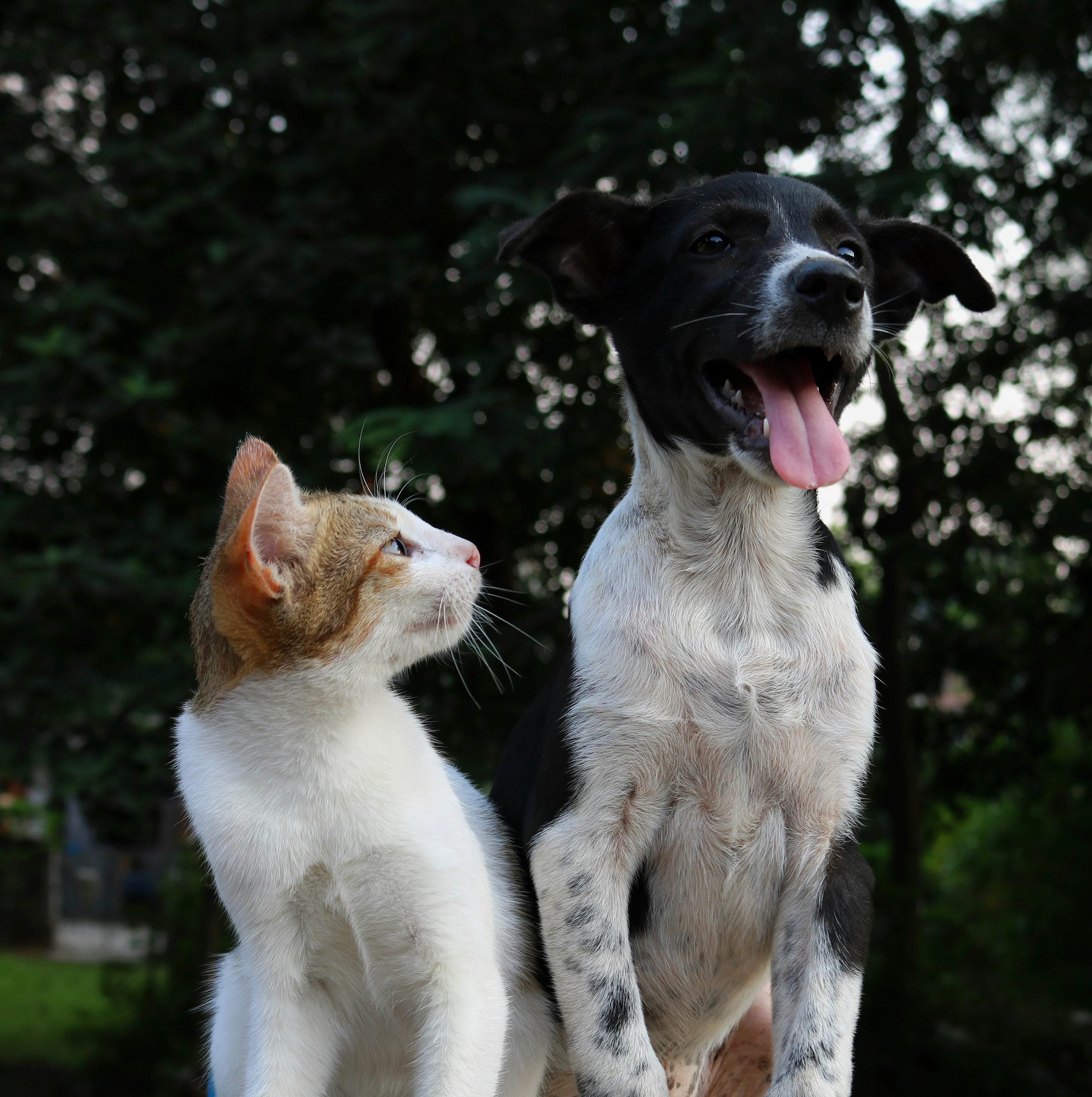 How Pets Improve Mental Health: Key benefits and Research