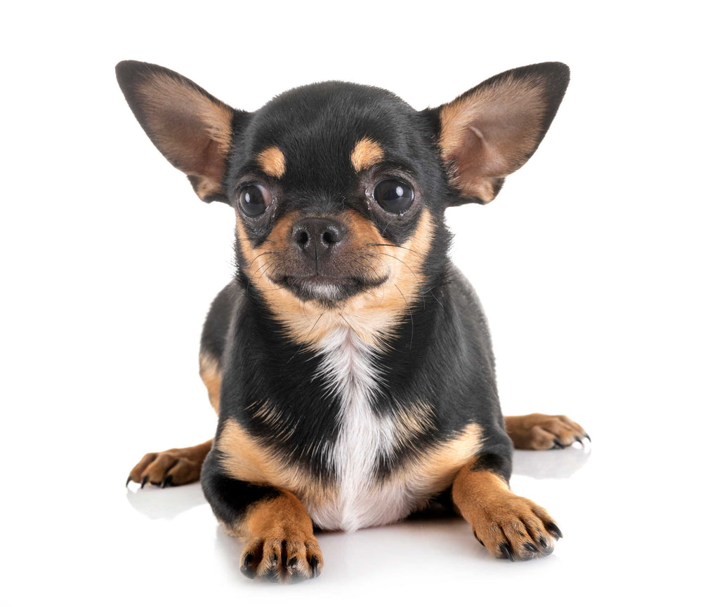 Chihuahua: Características de mi pequeño compañero 
