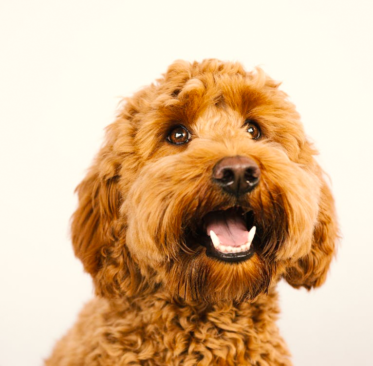 Labradoodle: friendly and sociable. Learn the origins of the breed and care guidelines