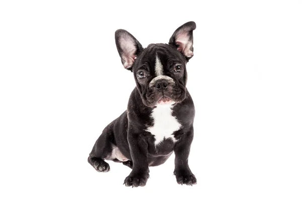 French Bulldog: origin, characteristics and care.