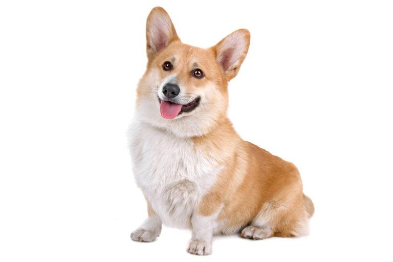 Corgi: the favorite of royalty! Characteristics, personality and how to care for them.