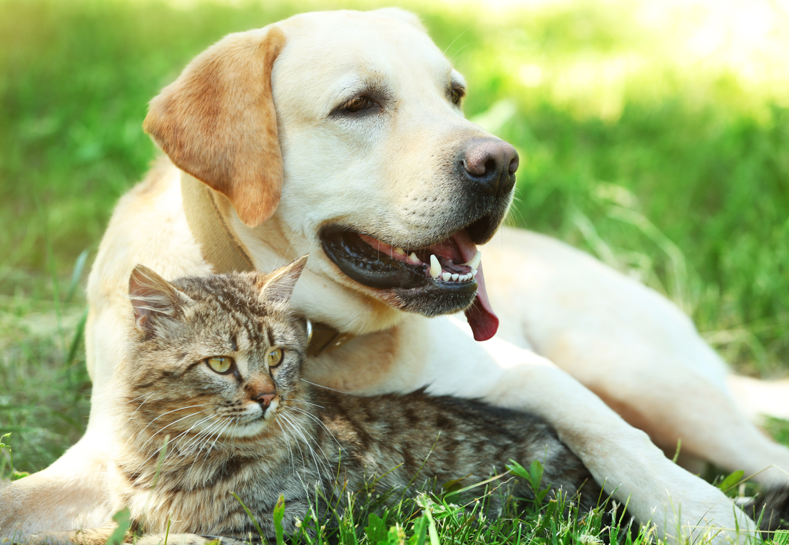 Ein Paket, zwei Freunde: Die Geschichte eines Labradors und einer Katze, die allen Erwartungen trotzen