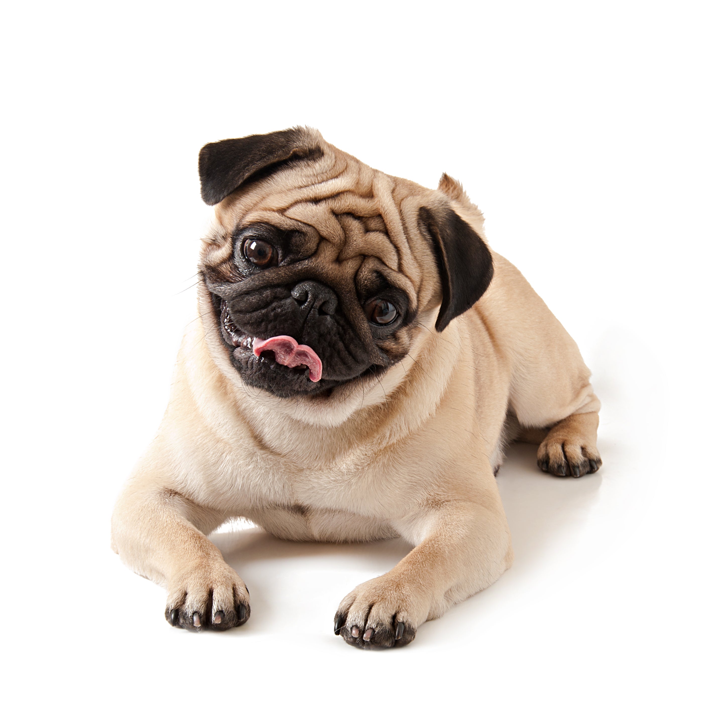 Pug: small, sweet and affectionate.
