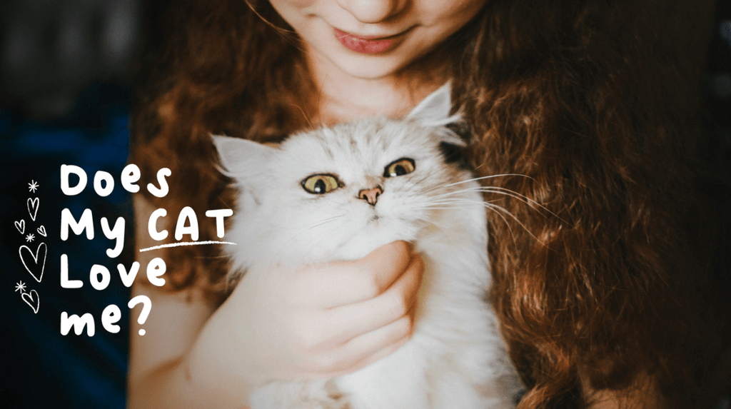 Understanding the Signs: How Cats Show Their Love